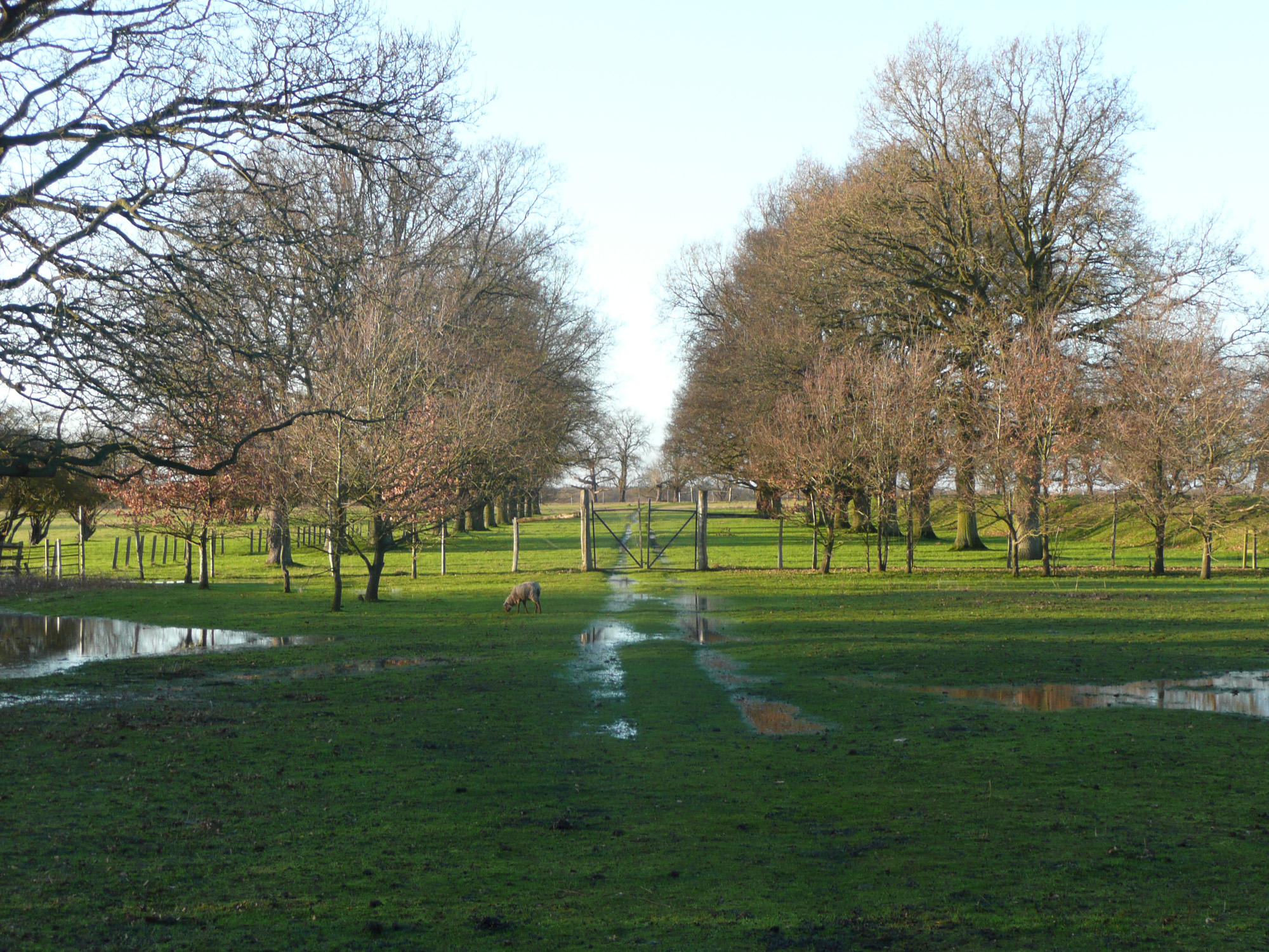 Winter trees and long shadows along an avenue at Old Knebworth, Hertfordshire